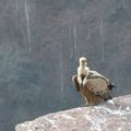 Plein vent sur la falaise