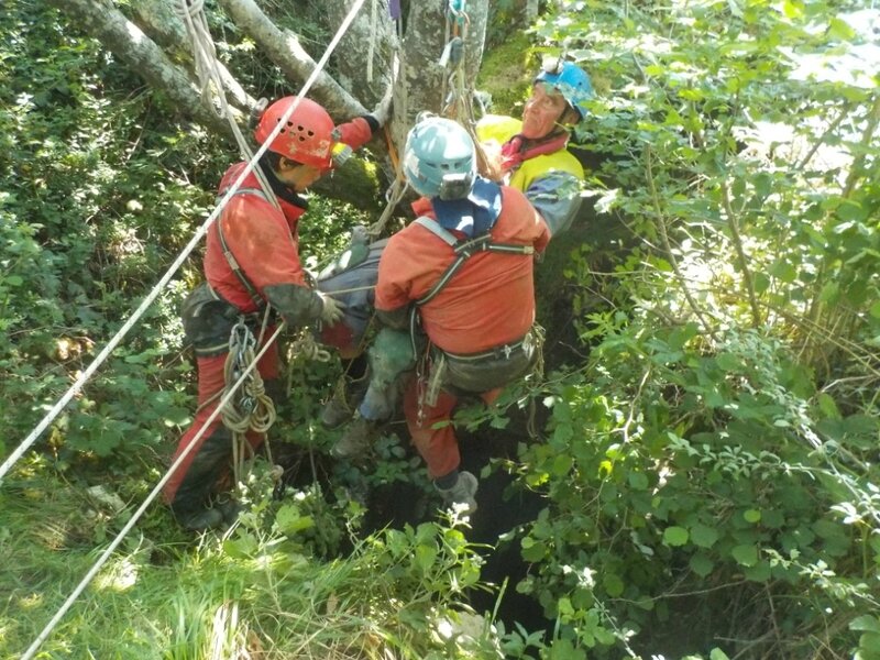 Sur un arbre perché