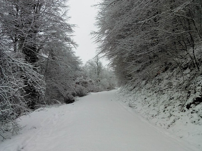 Pas de chasseurs aujourd'hui... La piste est immaculée