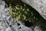 Saxigrage_faux_geranium_rocher_cap_de_la_Baigt