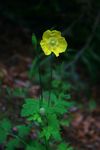 Meconopsis_Pays_de_Galles_M_cambrica_LarunsBois