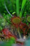 Drosera_feuilles_rondes_Arrioutort_1500__3_