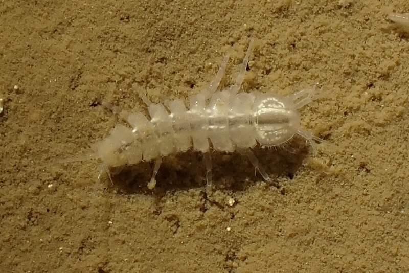 Oyan2Proasellus